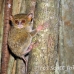 monkey_tarsier_eastern_tangkoko_h_0088_sul1261.jpg